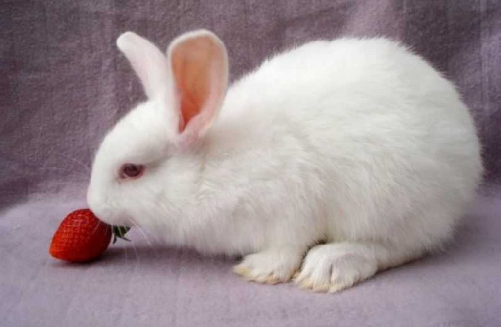 Can Rabbits Eat Strawberries [2022 ] Good Bunnies Have Strawberry Tops