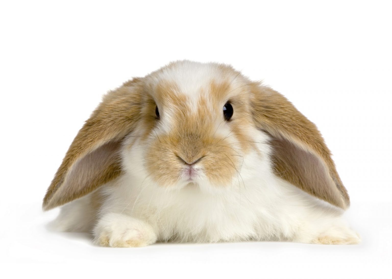 Signs of an Angry Rabbit [2026 ] Pet Bunny Grumpy Depressed Unhappy