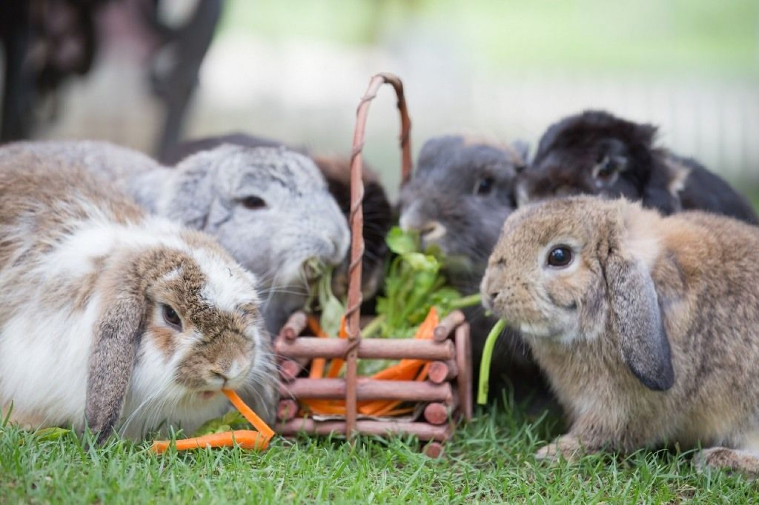 Can Rabbits Eat Celery [2024 ] Good for Bunnies to Have Stalks & Leaves