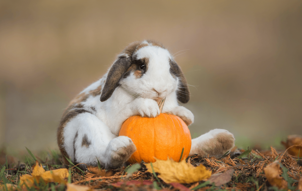 Can Rabbits Eat Pumpkin [2023 ] Safe Pet Bunnies Seeds from Pumpkins