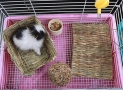 Best Flooring for Rabbits