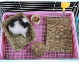 Best Flooring for Rabbits