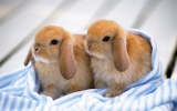 Rabbit Behavior