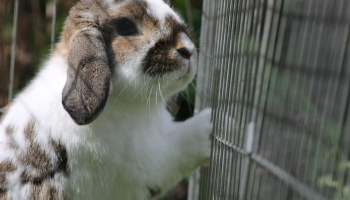 Can Rabbits See in The Dark