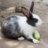 Can Rabbits Eat Grapes