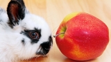 Can Rabbits Eat Apples
